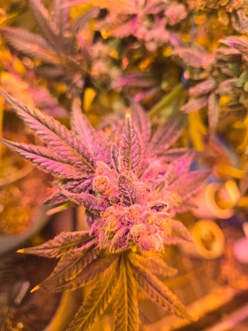 fruitstripe-x-breathworks VS Tropical cherry vs kush cake. vs og haze — flower, day 122