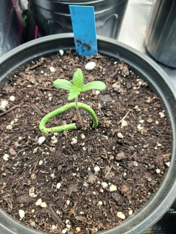 OG KUSH — germination, day 5