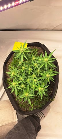 First Grow with the new setup  — auto, day 47