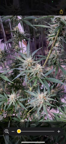 FIRST AUTO RUN — auto, day 49