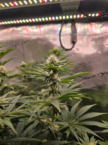 Northern lights #10 (Alaska) — flower, day 60