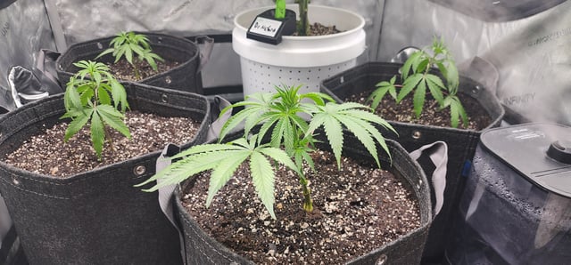 First clones (Dr nefario)  — vegetative, day 9