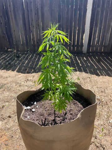  Apollo outdoor — vegetative, day 3