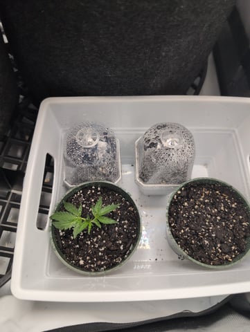 grow 2  — germination, day 2