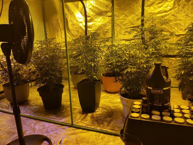 10 Mothers — vegetative, day 1