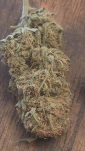 lilac diesel Rbx2 — harvest, day 126