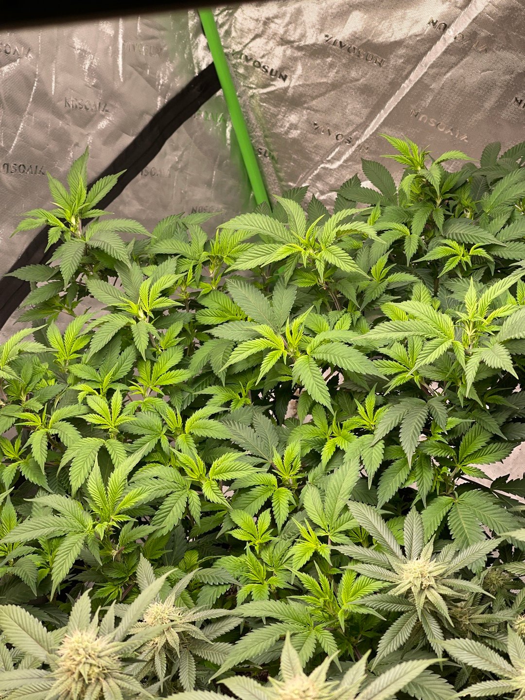 Starting Flower mom Clones 