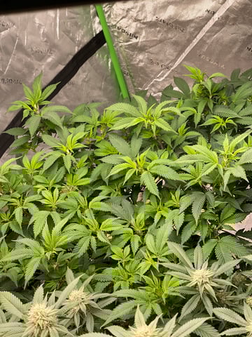 Starting Flower mom Clones  — flower, day 1