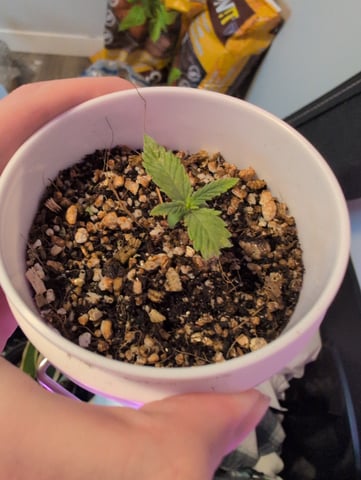 2025-26 — seedling_rooting, day 1