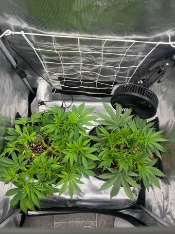 Gorilla Zkittlez & RS #11 — flower, day 45