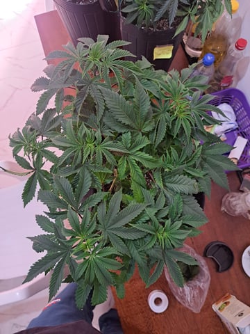 Yeti's Perpetual — vegetative, day 52