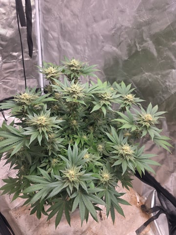 first grow — flower, day 92