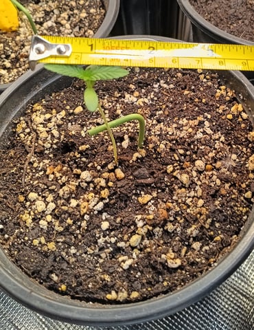 OG KUSH — germination, day 6