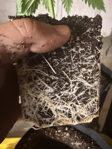 My First Grow — vegetative, day 22