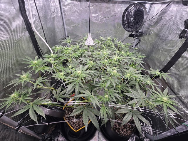 Grow #2 — flower, day 25
