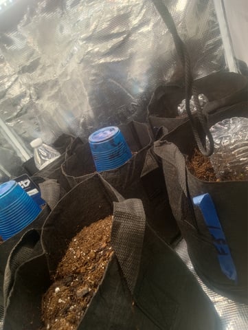  auto mixed pack indoor attempt #1 — seedling_rooting, day 4