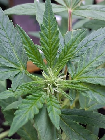 Crimson Haze — flower, day 1