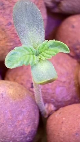 1st Ever Grow (Fat Bastard)(RDWC)  — seedling_rooting, day 7