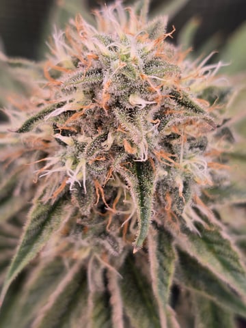 Northern lights #10 (Alaska) — flower, day 78