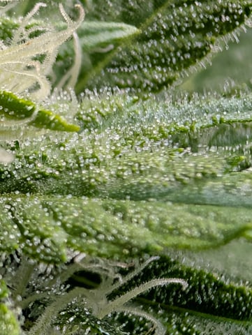 Golden Goat — flower, day 11