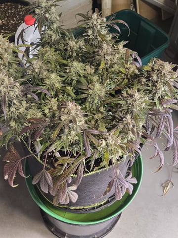 GDP auto 3X5 tent — flower, day 99
