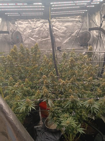 Master Kush — flower, day 117