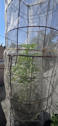 CzechsMex 2.0 — vegetative, day 166