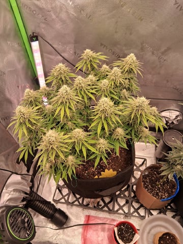 fruity pebbles, cap junky — flower, day 100