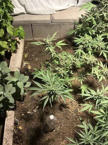 3 seeds  — flower, day 91