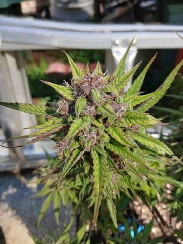 Lsd25, Dosido,GDP All Autos.