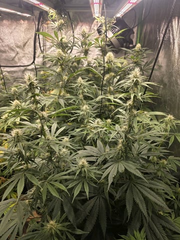 Growing — flower, day 98