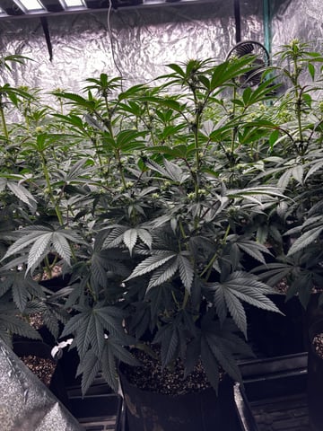 Pink Passion Fruit — flower, day 65