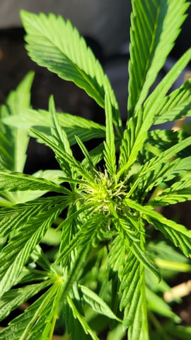 Next attempt  — flower, day 16