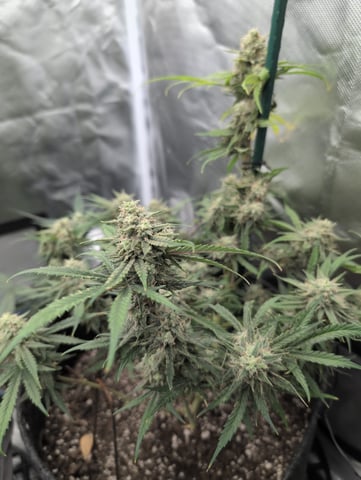 memphisto 3 bears OG, ethos high note r1 — flower, day 68