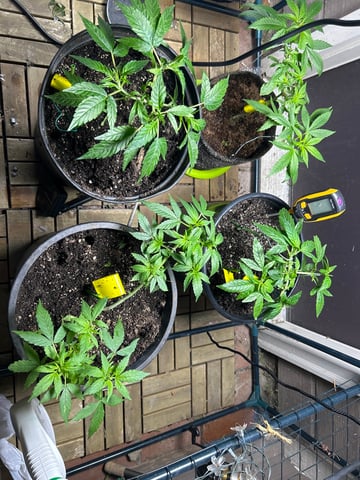 first indoor tent grow — vegetative, day 75
