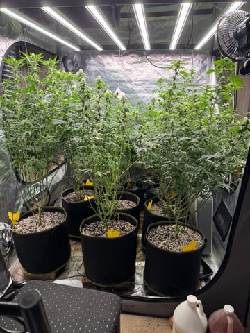 Hollywood Headband and LimeHeads  — flower, day 130