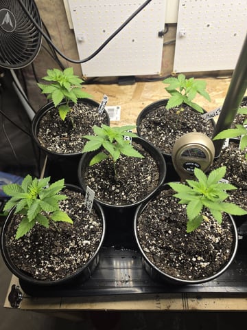 2nd Grow Sesh — vegetative, day 24