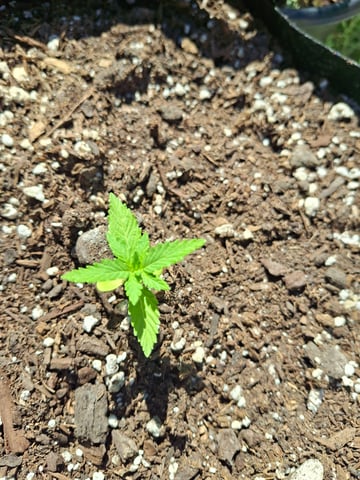 first auto flower grow...royal queen seeds purple matic — seedling_rooting, day 12