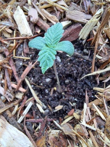 Bucket List Grow #2 — seedling_rooting, day 4