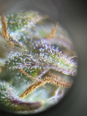 3x3 Grow — flower, day 44