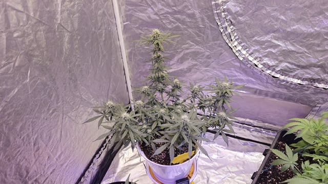 first grow adventure  — flower, day 56