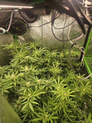 MAIN ROOM — flower, day 42