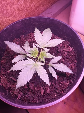 aurora auto — vegetative, day 14