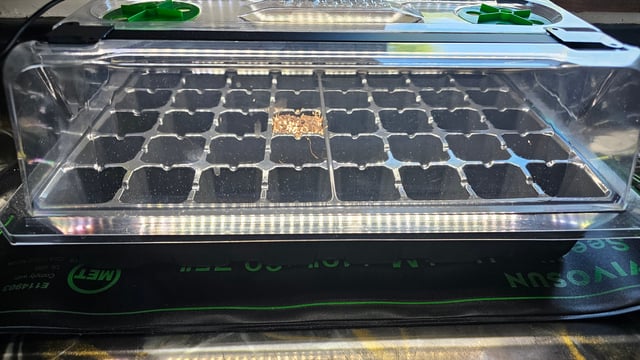 first grow — germination, day 1