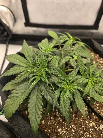 1st Grow 4x4 — vegetative, day 23
