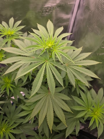 Northern lights #10 2nd plant (Selkies) — flower, day 50