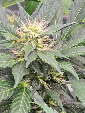 Purple Haze  — flower, day 72