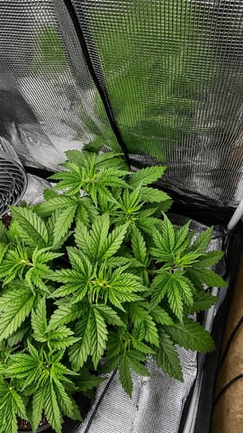 Bubba KUSH