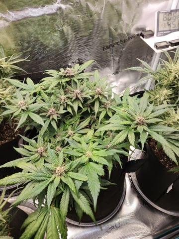 Autoflower grow. my first grow  — flower, day 68