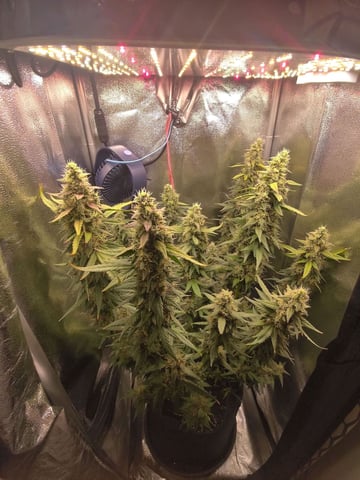 My First Grow Terry Lee — none, day 2